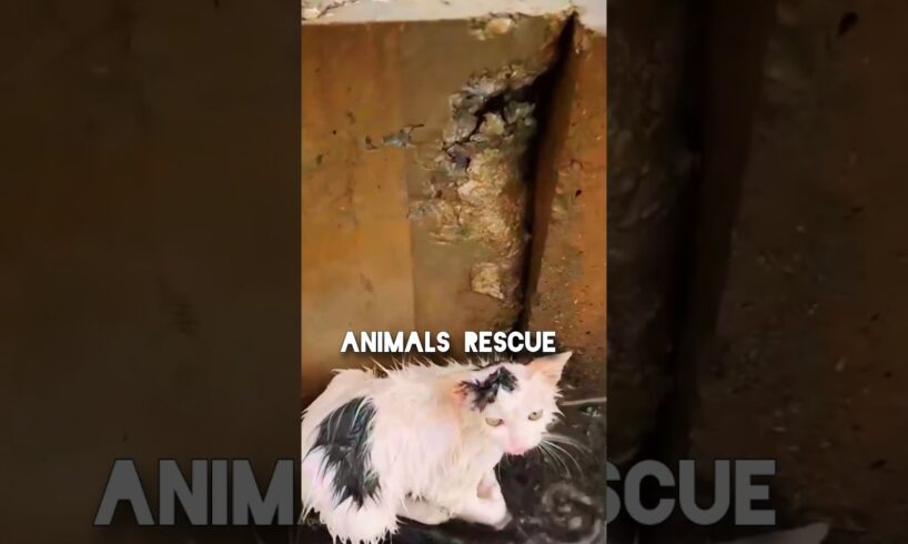 cat rescue  emotional animal rescue 🐾#shortfeeds #foryou #animalrescue