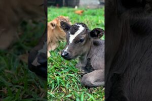 cute baby cow eating grass adorable video #cow #cowvideos #cutecow #cows #animals #babycow #shorts