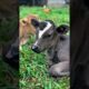 cute baby cow eating grass adorable video #cow #cowvideos #cutecow #cows #animals #babycow #shorts