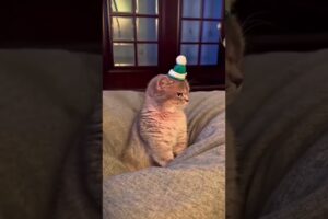 cute cat #cat #kucinglucubandung #imut #kucinganggoralucudanimut #cute #kitten #pets #cutecat