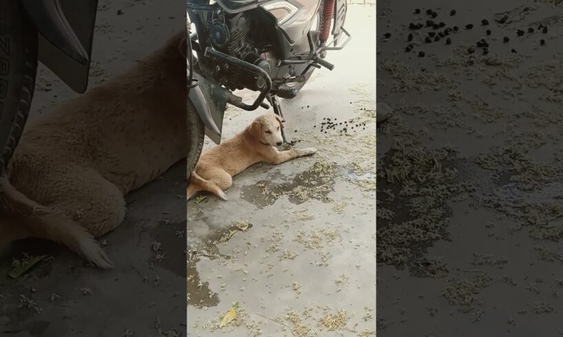 cute puppies adorable video#pappy #cute #cutedog #dog #sound #shorts