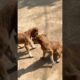 cute puppies playing #puppies #puppy #dog #dogs #dogshorts #cute #cutepuppy #shorts #ytshorts #gaon