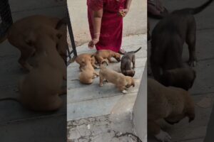 cute puppies😍 #treanding#puppy #dogdog #millionviews #puppy#petlover#morning#biscuit