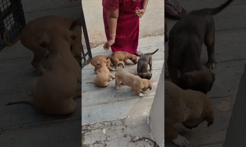 cute puppies😍 #treanding#puppy #dogdog #millionviews #puppy#petlover#morning#biscuit