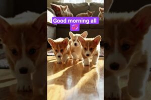 cute puppies 🤩#youtubeshorts #shorts #animallovers #puppy