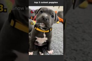 cutest puppies ranked #shorts #viralshorts  #puppy  #cutedog