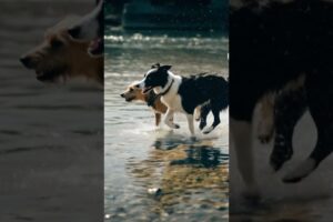 cutest puppy barking adorable video #dog #doglover #dogbarking #puppy #dogs #barking #dogsound