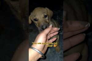 cutest puppy ever 🐶❤️#shorts #streetpuppy #puppy #viralvideo