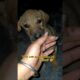 cutest puppy ever 🐶❤️#shorts #streetpuppy #puppy #viralvideo