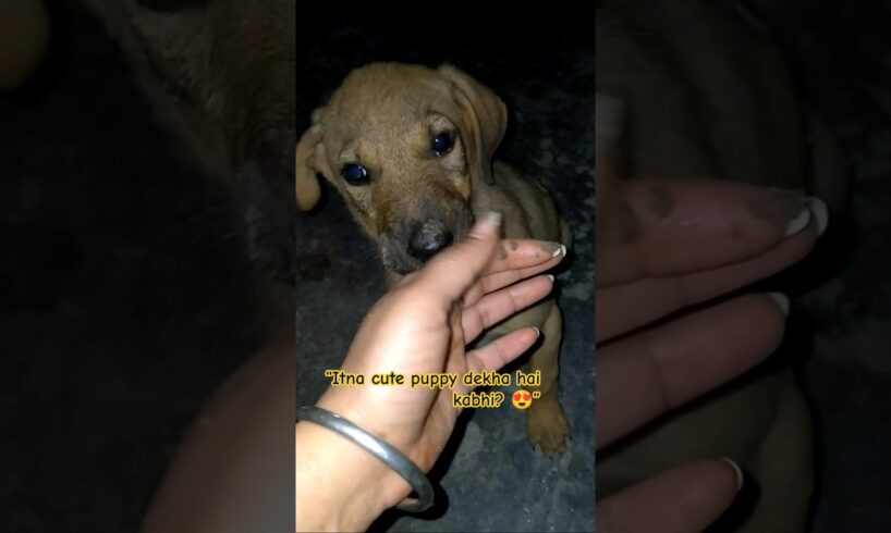 cutest puppy ever 🐶❤️#shorts #streetpuppy #puppy #viralvideo