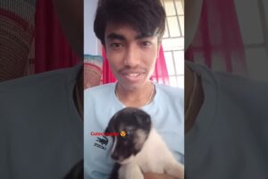 cutest puppy 😍#puppy #love #puppylove #puppies #babies #shorts #allvideo #trending #viral #beautiful