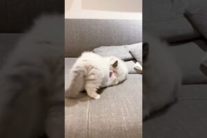 cuties. Cute kitten./#cute #kitten #cat #meow #kitty #kittens #funny