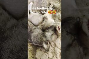 dog are cute #puppies #hugging