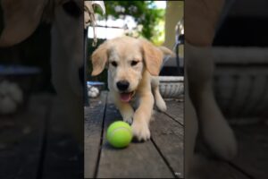 dog playing cricket #animals #animallife