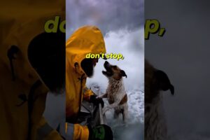 dogs rescued from flood, #dog #animalrescue