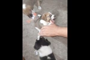 heartwarming dog rescues 🐶 #stories