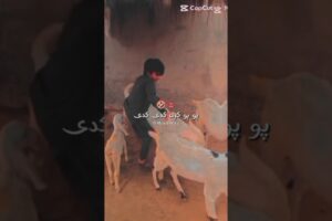 kids playing with his goat #🐐 #enjoying #animals