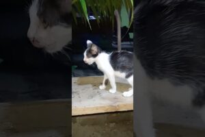 kitten playing with tongue