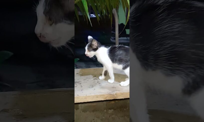 kitten playing with tongue