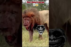 lion vs hippo _ don't disturb my ego #status #lion #scarface #animals #aura #lionfight #ego #fyp
