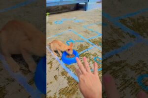 mak rebutan rumput sama sapi  #shorts #funny #comedy #trending