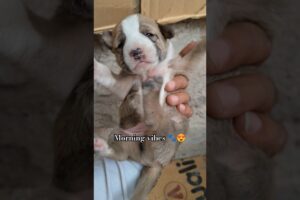 morning vibes with cute puppies🐾😍#streetdog #puppylove #puppies #doglove #goodvibes #animallovers