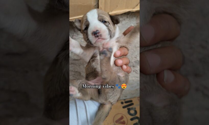 morning vibes with cute puppies🐾😍#streetdog #puppylove #puppies #doglove #goodvibes #animallovers