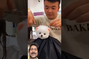 my cute pets love dog🥰 videos #shortsfeed #viralshort #funnydog #dog #funny #funniestvideo #shorts