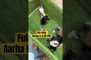 #petlovers #shorts #cute #puppies #trending #dogshorts