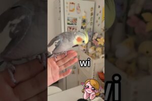 play with cockatiel calopsita cantando #cuteanimals #birds #cockatiel #talkingparot #parrot