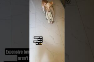 playing dog's🐕😁#bairi #dogplaying #pets #dogs #ytshort #short #funny #doggielife #animals #petvlog #