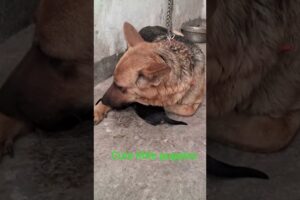 pretty little puppies,cute puppies moment,#dog #dogshorts #puppies #pets #petlover #animals