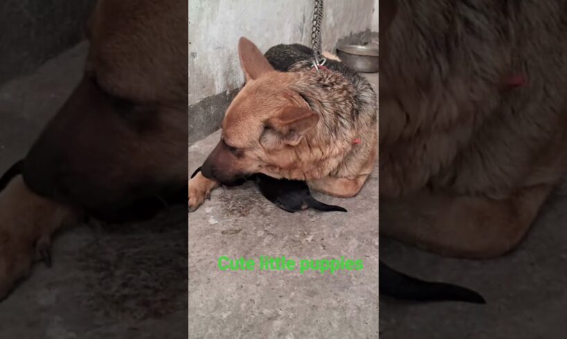 pretty little puppies,cute puppies moment,#dog #dogshorts #puppies #pets #petlover #animals