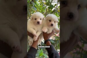 quality cute puppies ❤️