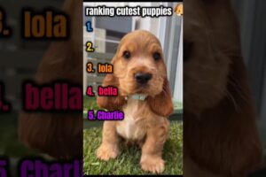 ranking cutest puppies