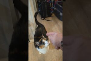 u. #cat #pets #calicocat #funnypets #funnyanimals #animallovers #animals #adorable #play #cats #lol