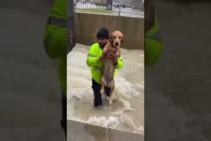 would you jump into save ? 🐶  #animalrescue #rescueefforts #puppy