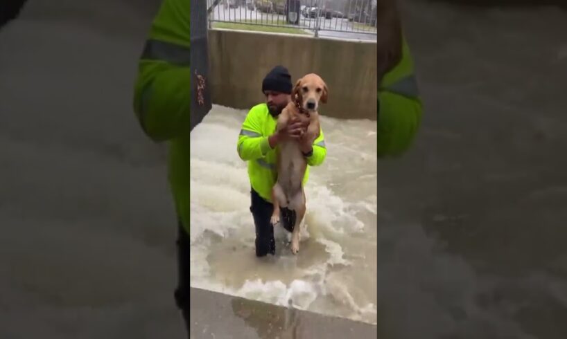 would you jump into save ? 🐶  #animalrescue #rescueefforts #puppy