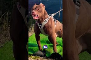 ¡URGENTE!🚨PELEAS ILEGALES en…