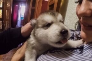 НОВАЯ СОБАКА! самые милые щенки