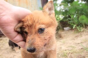 Самые милые щенки! Нашли их на гаражах.