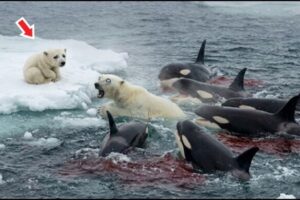 Уничтожили за Мгновение! Битвы Животных Снятые на Камеру