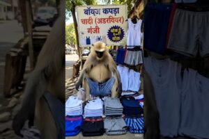 कपरा दुकानदार बंदर😂😅 #funny #rockyroxofficial #thetharpuns #comedyvideos