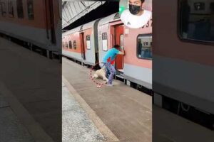 कुत्ते को खतरे☠️का अंदाज़ा था… पर owner ने उसकी नहीं सुनी 😨🐶,shorts,dog