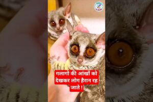 गलागो की आंखों को देखकर लोग हैरान रह जाते !  #animals #animalrescue #facts #wildliferescue #shorts