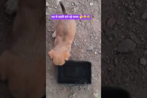 घर मे शांती बने रहे मामा 🥱 cute puppies # pet lover #  street puppies shorts #viral # trending video