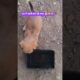 घर मे शांती बने रहे मामा 🥱 cute puppies # pet lover #  street puppies shorts #viral # trending video