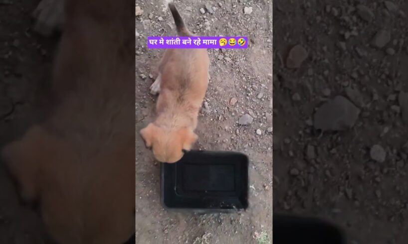 घर मे शांती बने रहे मामा 🥱 cute puppies # pet lover #  street puppies shorts #viral # trending video