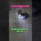 चोर हे डरते है हमसे #Street dogeas and puppies #cute puppies pet lover# short video viral # trending