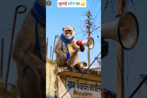 लुगाई लोन पर मिल रही है 🤣😂 #funny #thetharpuns #aalupyajjoke #comedy #monkey #Aalupyaj39